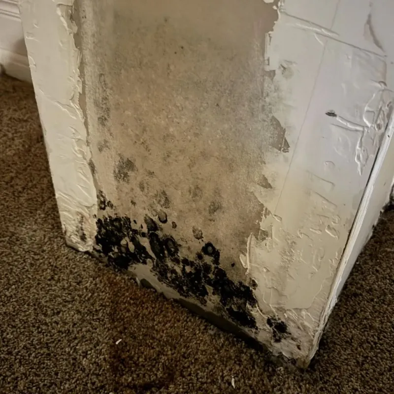 Professional Mold Removal in Magnolia, TX